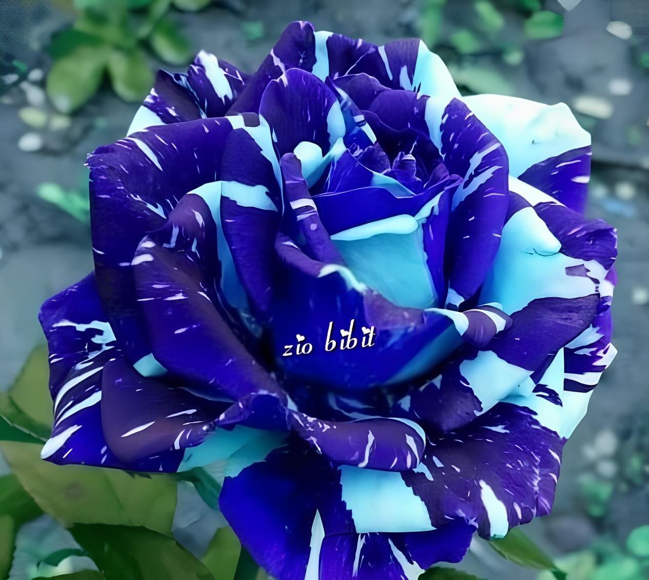 6 Seeds Adenium Obesum Blue with White Stripes