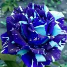 6 Seeds Adenium Obesum Blue with White Stripes
