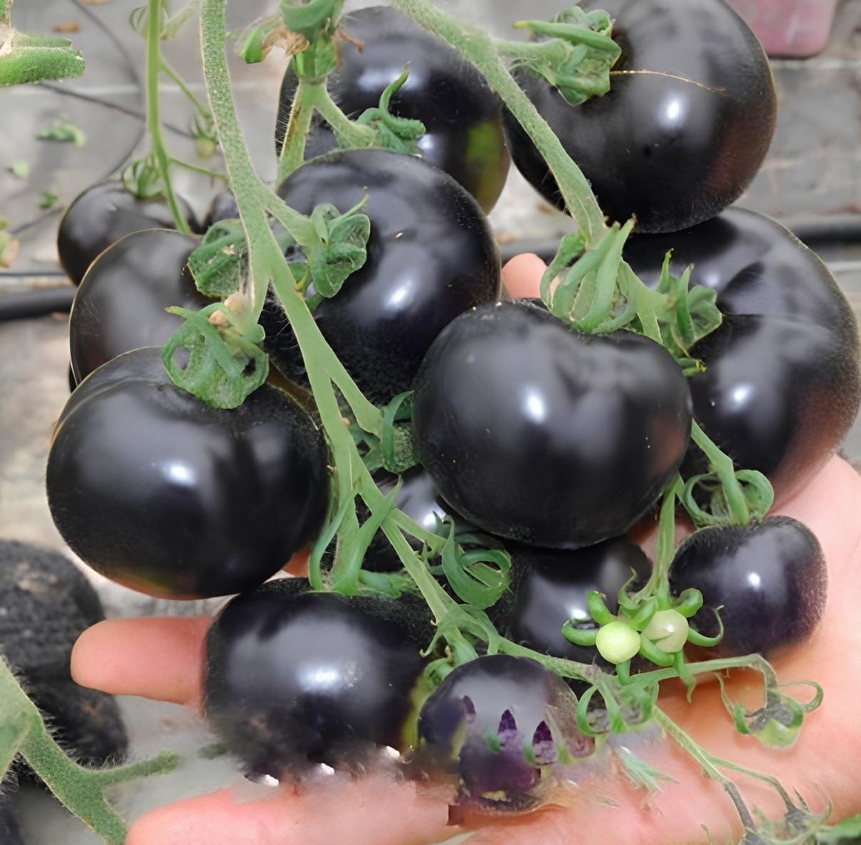 300 Seeds Rare Heirloom Mixed 16 Types Tomatoes S M L sized Red Pink Green Black