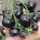 300 Seeds Rare Heirloom Mixed 16 Types Tomatoes S M L sized Red Pink Green Black
