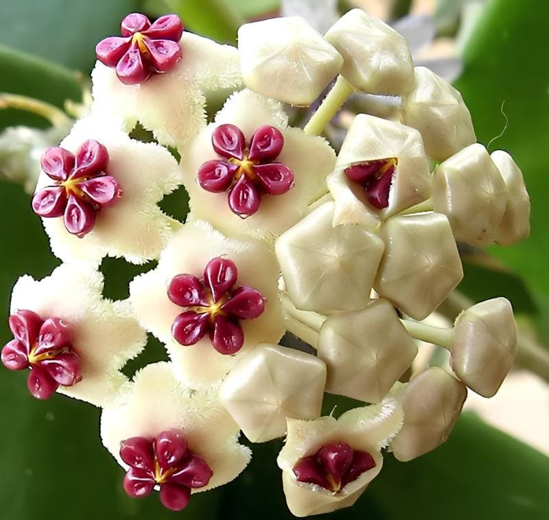 200 Seeds Flower Bonsai Hoya Kerrii (December Orchid)