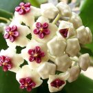 200 Seeds Flower Bonsai Hoya Kerrii (December Orchid)