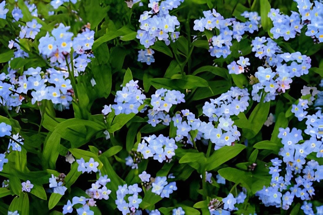 120 Seeds Blue Myosotis Sylvatica Forget-me Flower