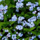 120 Seeds Blue Myosotis Sylvatica Forget-me Flower