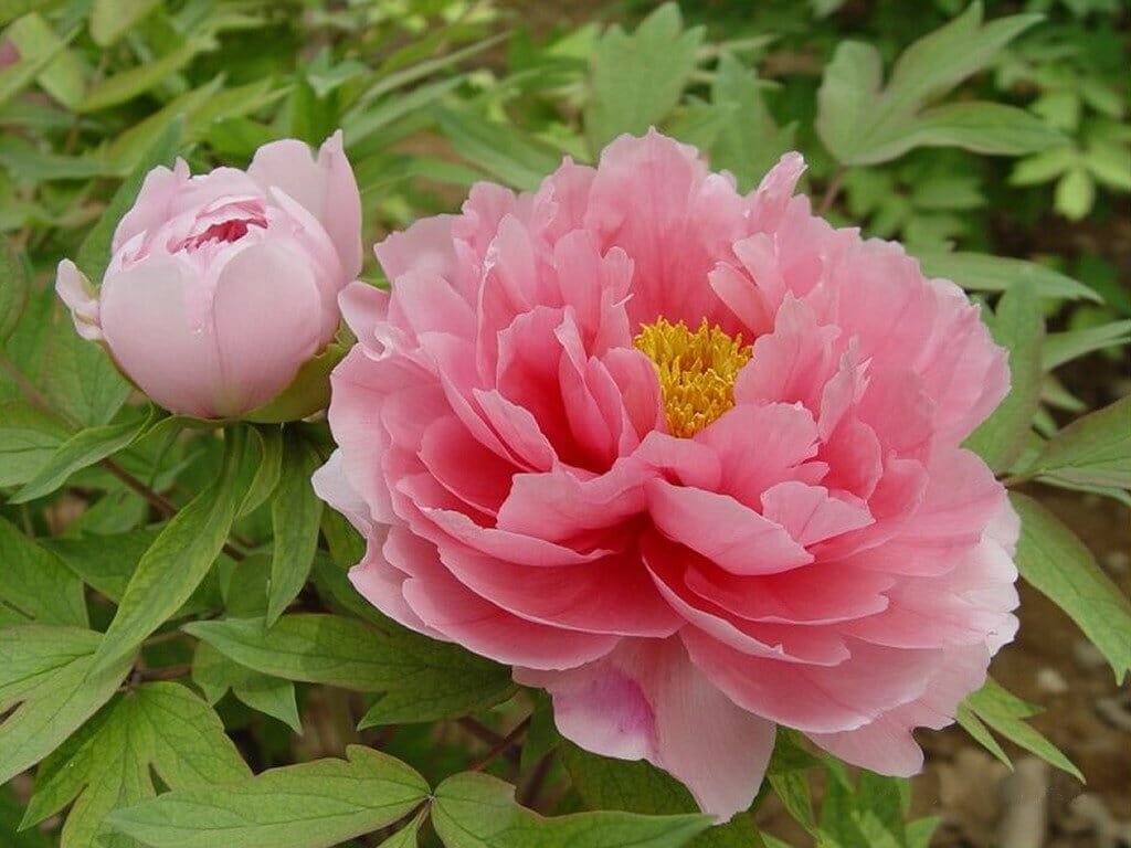 16 Seeds Red Peony Paeonia Suffruticosa The King Of Flowers