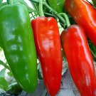 600 Seeds Heirloom 'Jinke' Long Giant Ox Horn Sweet Pepper Organic