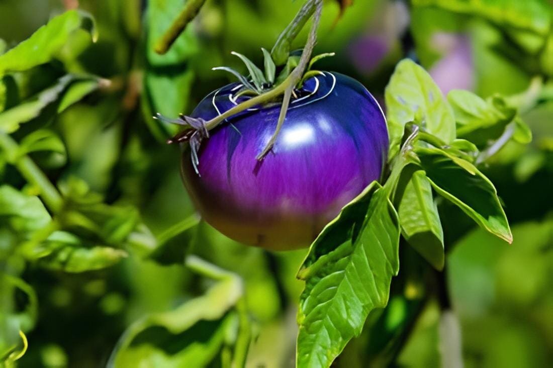200 Seeds Heirloom Small Bright Purple Tomato Hybrid F1