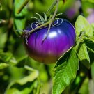 200 Seeds Heirloom Small Bright Purple Tomato Hybrid F1