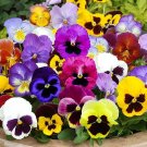 40 Seeds Giant Swiss Mixed Pansy