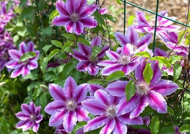 200 Seeds Clematis Plant Outdoor