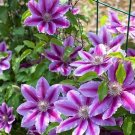 200 Seeds Clematis Plant Outdoor