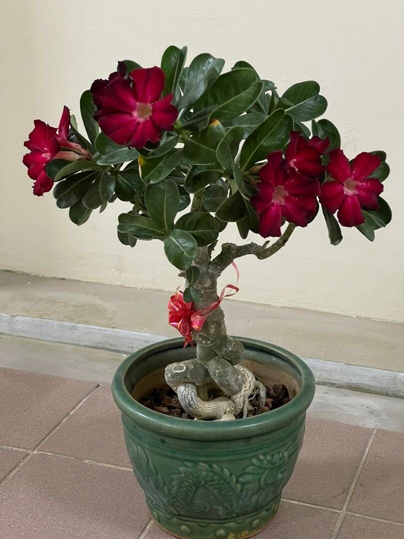 2 Seeds Imported 'mikonos girl' Adenium Desert rose