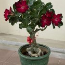 2 Seeds Imported 'mikonos girl' Adenium Desert rose