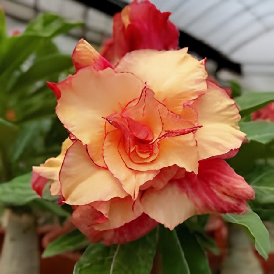 4 Seeds Heirloom 'Cheng Wang' Adenium Desert rose