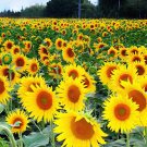 30 Seeds Heirloom Garden 'smiling face' Sunflowers with orange eye