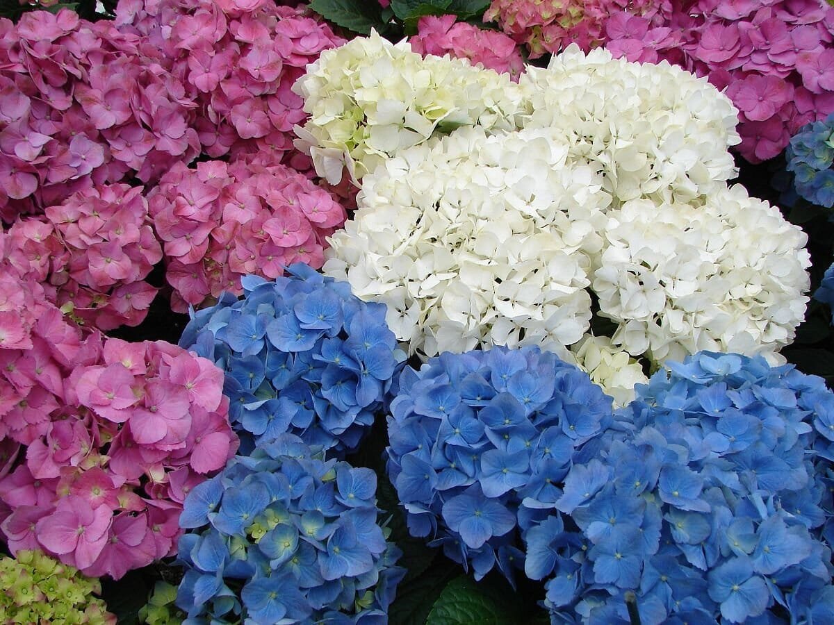100 Seeds Hydrangea Mixed Climbing Plants