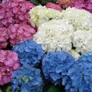 100 Seeds Hydrangea Mixed Climbing Plants