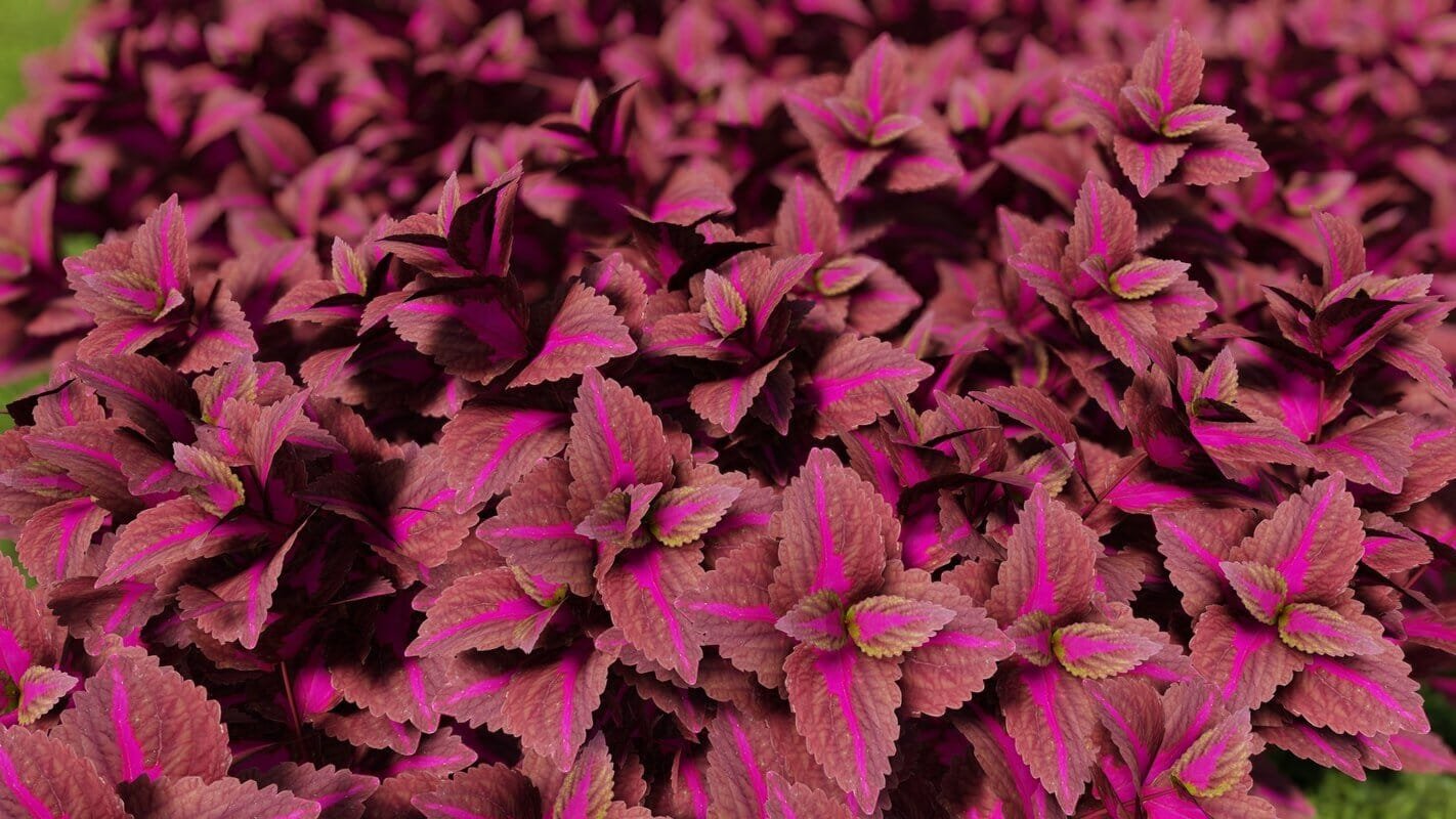 200 Seeds Purple Coleus Blumei Pink Edge Beautiful Natural Flowers