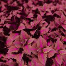 200 Seeds Purple Coleus Blumei Pink Edge Beautiful Natural Flowers
