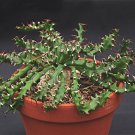 2 Seeds Euphorbia squarrosa