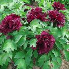 10 Seeds 'Wizths Black' Peony