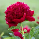 10 Seeds 'Touguan Bride' Peony