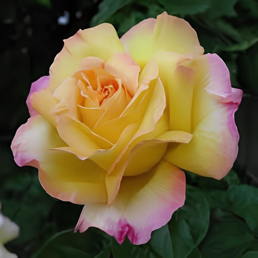 200 Seeds Rare Yellow with Pink edge Rose