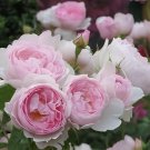 960 SEEDS SCEPTER ISLE PINK ROSE RARE ROSE ROSE BUSH PLANT