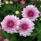 40 Seeds New White Chrysanthemum Potmum with Red Edge Flower