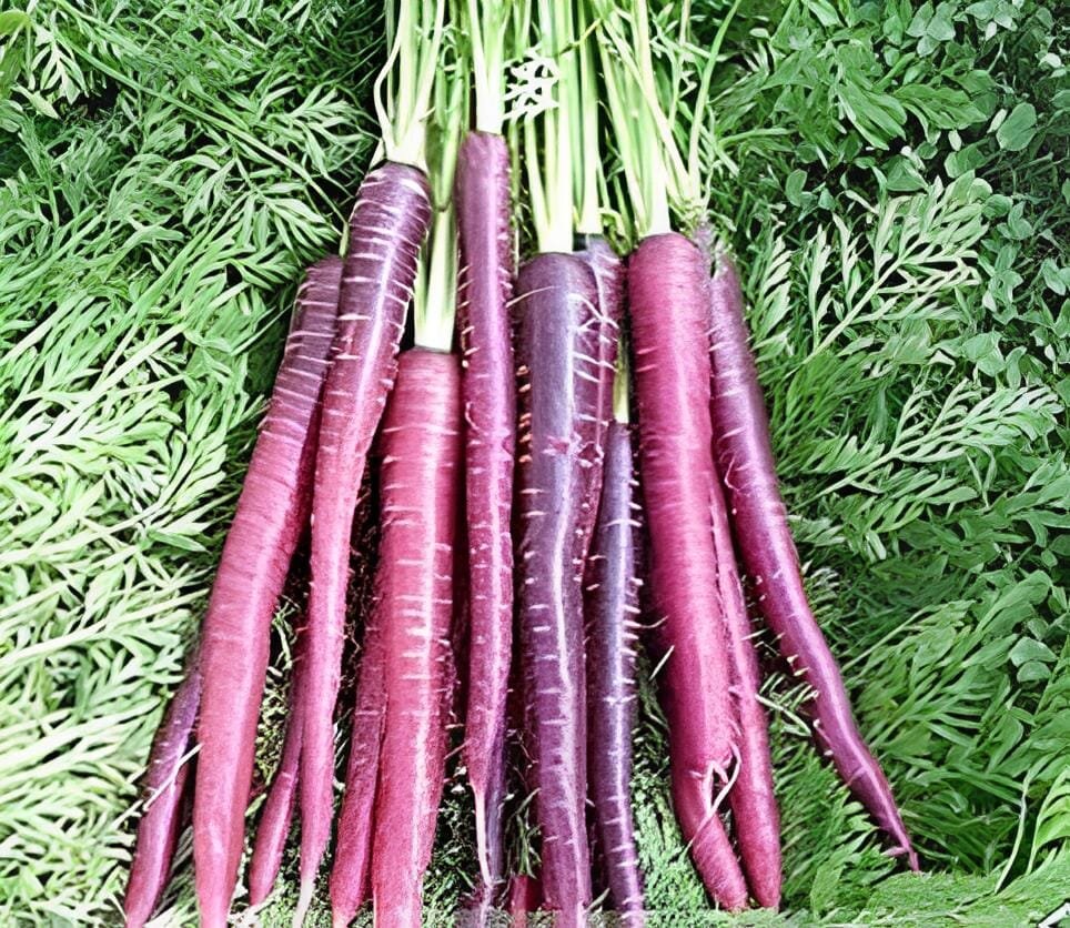 200 Seeds New Imperator-shaped Red Purple Carrot Hybrid