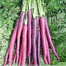 200 Seeds New Imperator-shaped Red Purple Carrot Hybrid