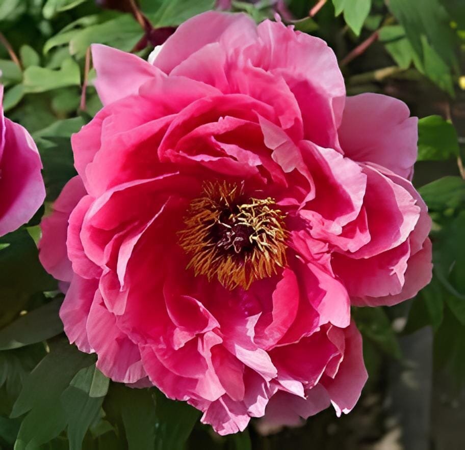10 Seeds New Big Blooming Pink Tree Peony Flower