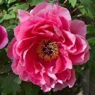 10 Seeds New Big Blooming Pink Tree Peony Flower