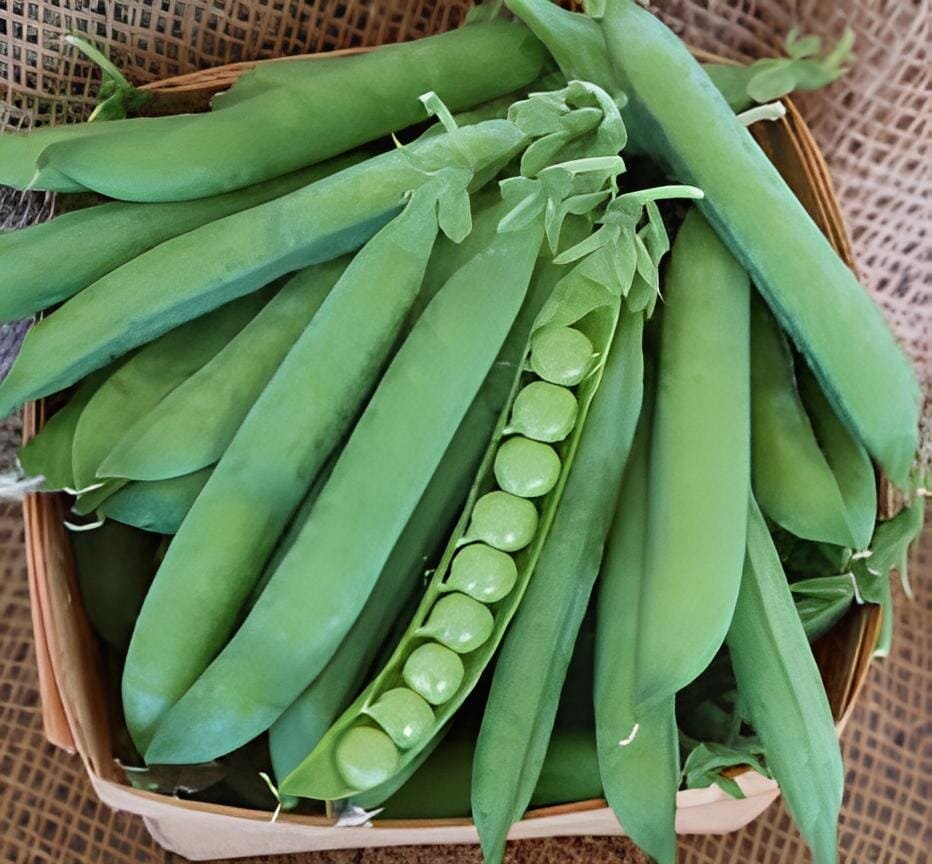 1000 Seeds Heirloom Organic Green Arrow Pea Vegetable