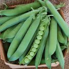 1000 Seeds Heirloom Organic Green Arrow Pea Vegetable