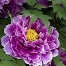 10 Seeds Rare 'Gui Fu' Dark Purple Peony Shrub Flower