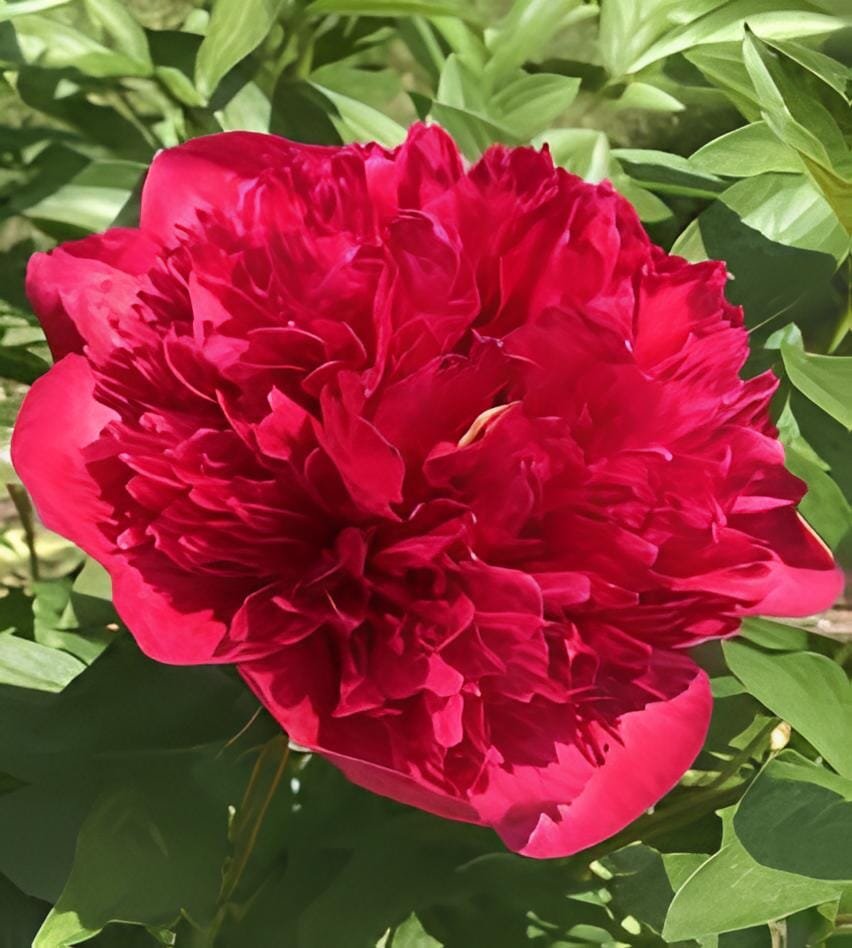 10 Seeds Chinese Red Peony Flower