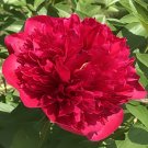10 Seeds Chinese Red Peony Flower