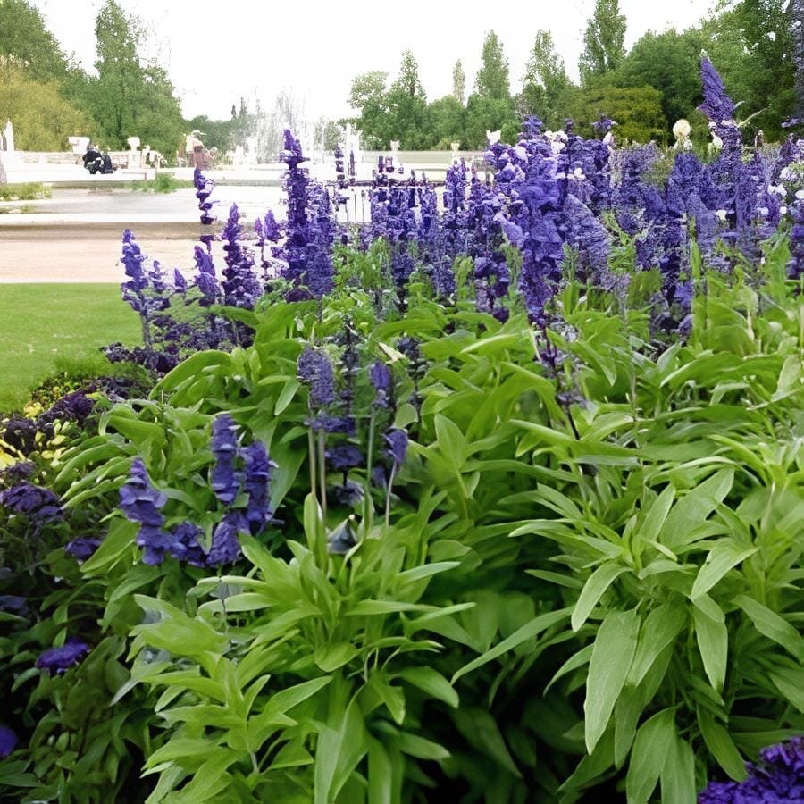 24 Seeds Edible Sage Seed Salvia Farinacea Bonsai