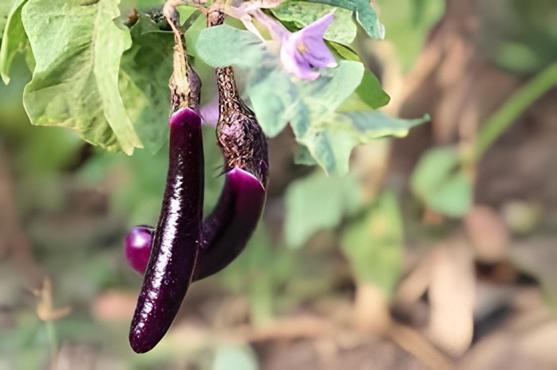 16 Seeds Sichuan Corolla Light Purple Early Middle Maturing Long Eggplant Vegeta