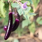 16 Seeds Sichuan Corolla Light Purple Early Middle Maturing Long Eggplant Vegeta
