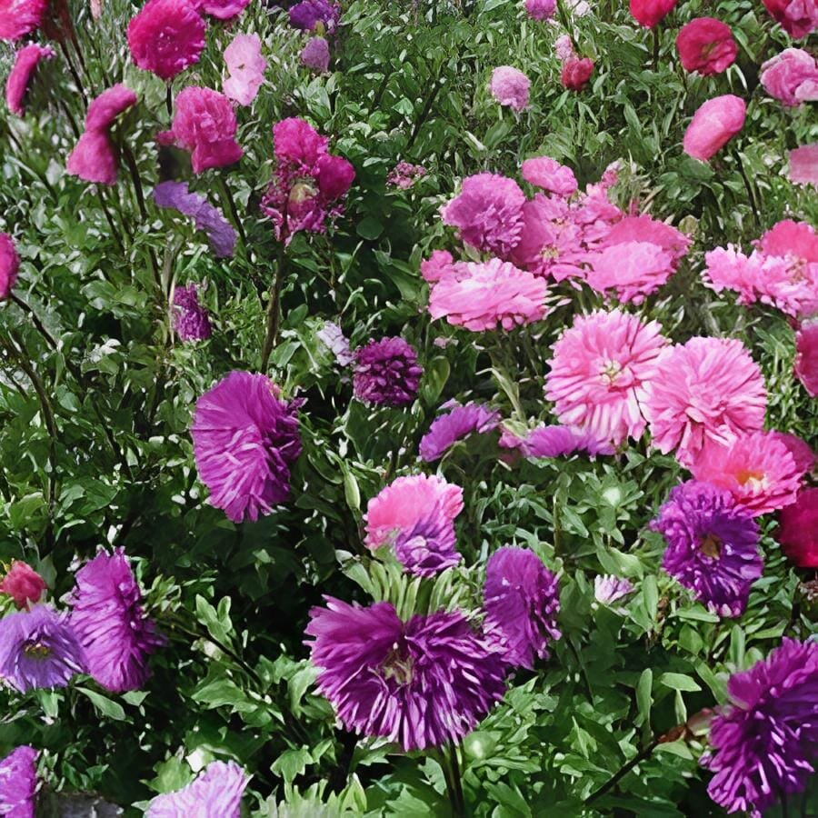 100 Seeds Pink China Aster Flower