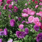 100 Seeds Pink China Aster Flower