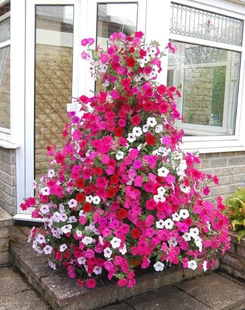 400 Seeds Rare Red Pink White Climbing Petunia Flower