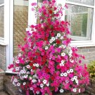 400 Seeds Rare Red Pink White Climbing Petunia Flower