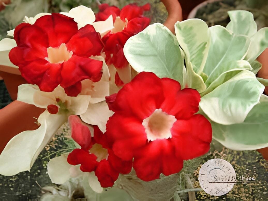 2 Seeds Variegated Adenium Obesum Harry Desert Rose Flowers