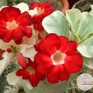 2 Seeds Variegated Adenium Obesum Harry Desert Rose Flowers