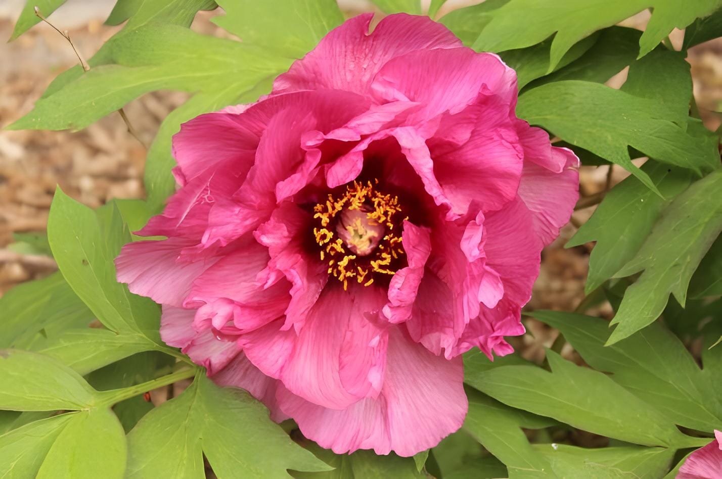 10 Seeds Rare Colorful Hybrid Chinese Peony Tree