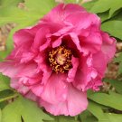 10 Seeds Rare Colorful Hybrid Chinese Peony Tree