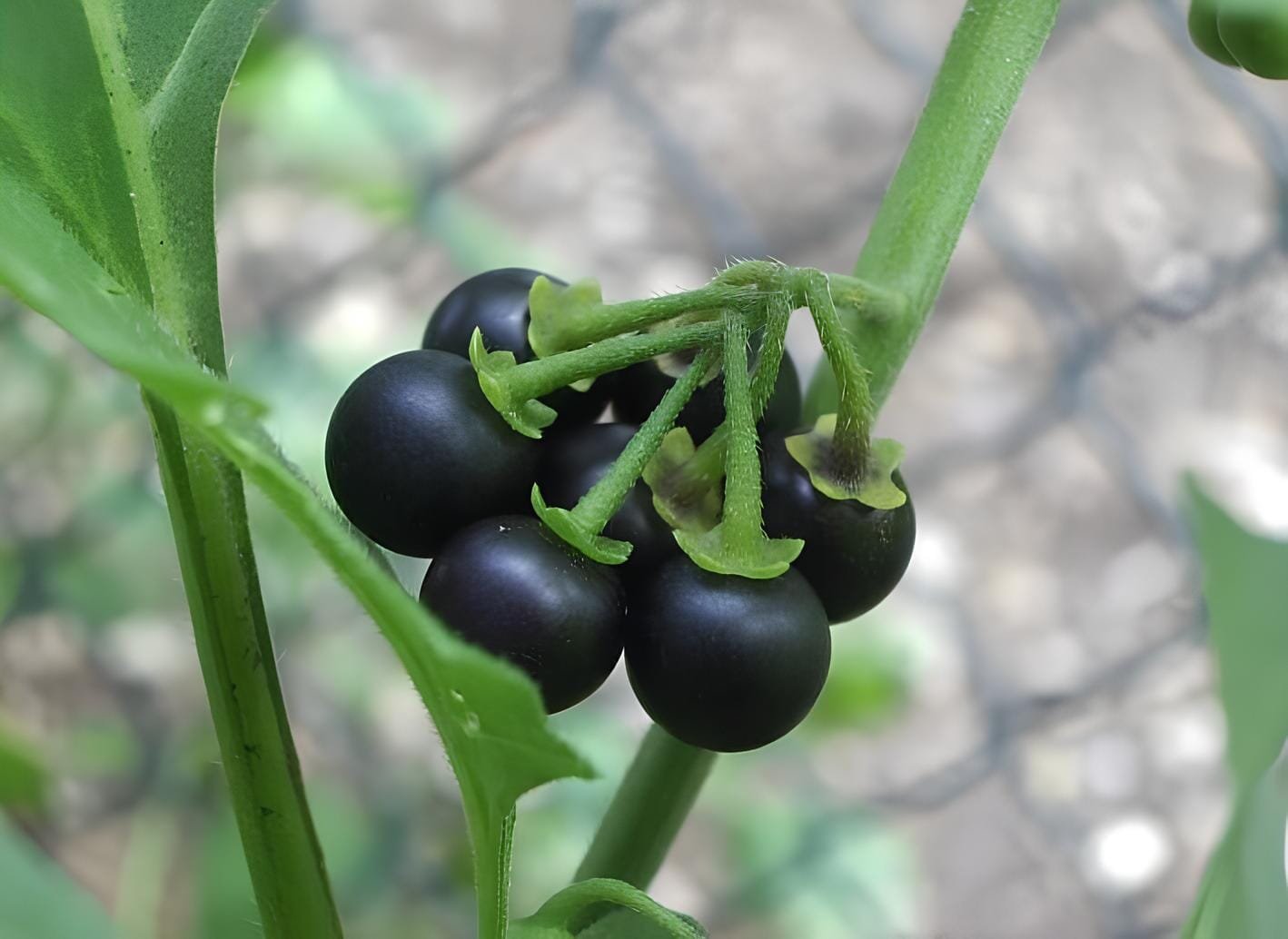 400 Seeds Black Nightshade Garden Huckleberry Organic Fruit